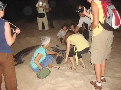 Midnight Turtle Trip